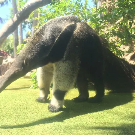 Grande Tenerife Abrigos Apartamento *