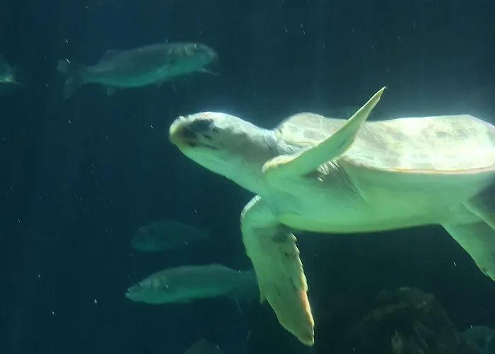 Grande Tenerife Abrigos