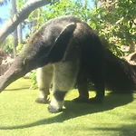 Grande Tenerife Abrigos Lejlighed *