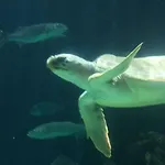 Grande Tenerife Abrigos