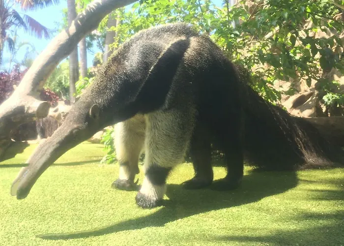 Grande Tenerife Abrigos Daire *