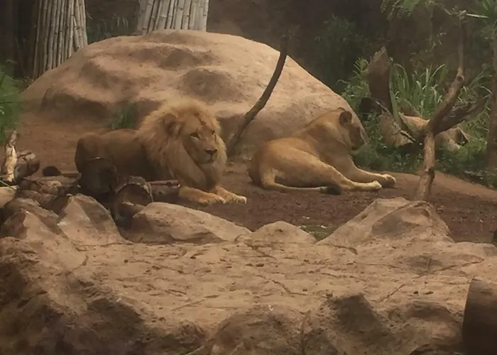 Daire Grande Tenerife Abrigos